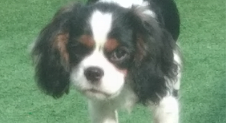 laura pet sitter à GRAVIGNY 27930_1