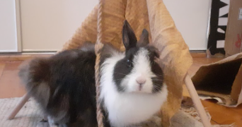 anna pet sitter à BREST 29200_4