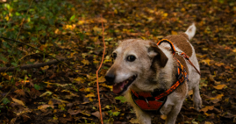 ronan pet sitter à POITIERS 86000_4