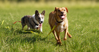 laurine pet sitter à RUMILLY 74150_3