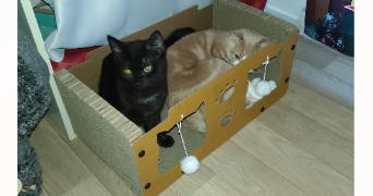 pamela pet sitter à ORLEANS 45000_6