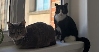 chloé  pet sitter à BELLEGARDE 45270_3