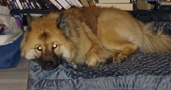 karine dog sitter à TOULON 83000_7