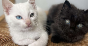 mayalen pet sitter à MAULEON LICHARRE 64130_0