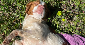marlene pet sitter à SERIGNAN 34410_1