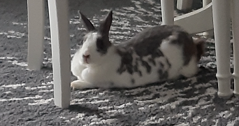 imane pet sitter à CHEVIGNY ST SAUVEUR 21800_5