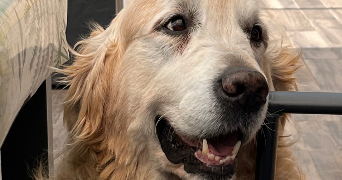 ilona pet sitter à CHARTRES 28000_1