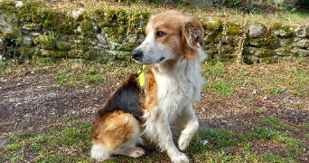 océane pet sitter à CORME ECLUSE 17600_0