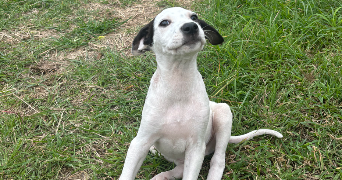 eva pet sitter à BORDEAUX 33300_7