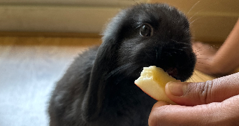 nabiya pet sitter à GRAND AIGUEBLANCHE 73260_5