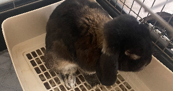 justine pet sitter à CALUIRE ET CUIRE 69300_4