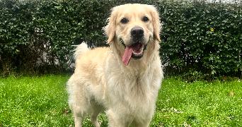 maurane pet sitter à LE BOUSCAT 33110_5