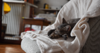 aline cat sitter à bois colombes 92270_3