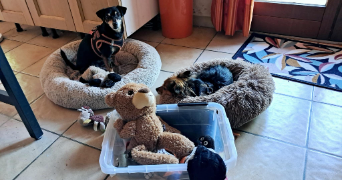 isabelle pet sitter à AIGUILLON 47190_5
