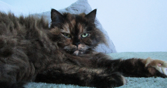 céleste pet sitter à LILLE 59000_4