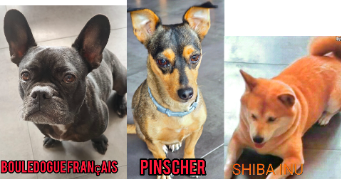 huan dog sitter à FARAMANS 01800_13