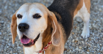 marlene pet sitter à AUNEAU BLEURY ST SYMPHORIEN 28700_89