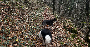 solene pet sitter à MINZIER 74270_8