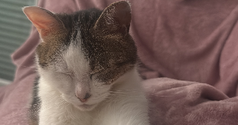 margot pet sitter à AVRILLE 49240_0