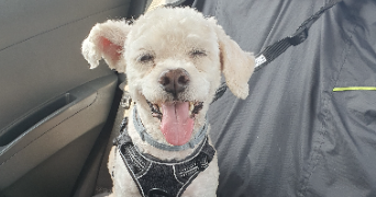 héloïse pet sitter à Pessac 33600_5