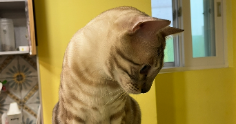 aicha pet sitter à VILLEJUIF 94800_7