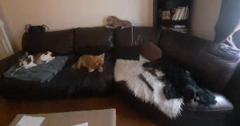 marina pet sitter à PARIS 17 75017_5