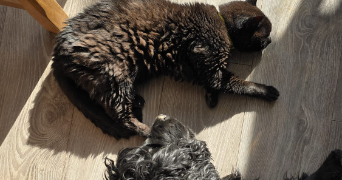 hugo pet sitter à GUERANDE 44350_2