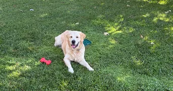 alicia pet sitter à LILLE 59000