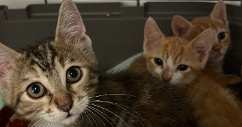 laura pet sitter à FRAISSES 42490_2