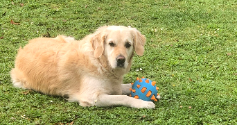 caroline pet sitter à VILLIERS ST FREDERIC 78640_6