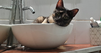 marine pet sitter à GURMENCON 64400_7