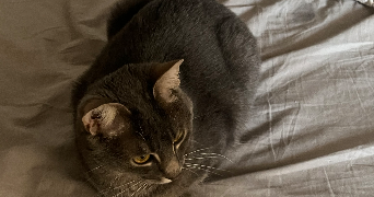 amaury pet sitter à ROYE 80700_3