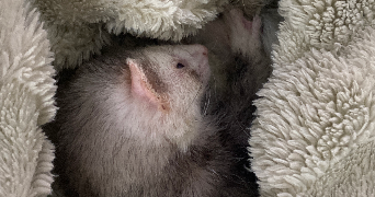 marion pet sitter à DIJON 21000_1