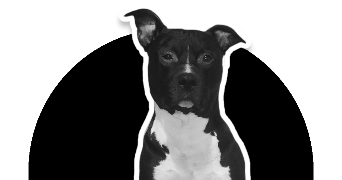lietard pet sitter à LILLE 59800_5