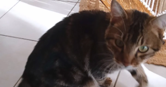 joan pet sitter à MANOSQUE 04100_8