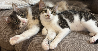 flore pet sitter à NICE 06000_1