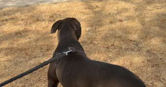 andréa pet sitter à PARIS 18 75018_4