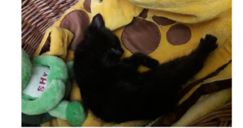 nathalie pet sitter à NANTERRE 92000_7
