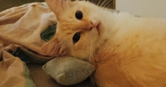 cindy pet sitter à Mandelieu la Napoule 06210_9