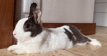 eloise pet sitter à CAEN 14000_1