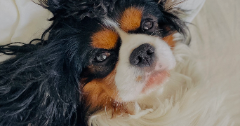 anaïs pet sitter à BOVES 80440_1