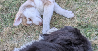 caroline pet sitter à MEURCHIN 62410_6