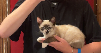 maëllys pet sitter à PLOEMEUR 56270_1