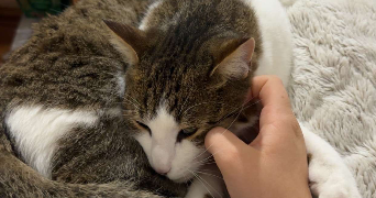 noémie pet sitter à BEAUVAIS 60000_2