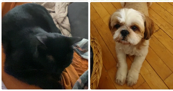 morgane pet sitter à REVEL TOURDAN 38270_4