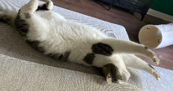 mylène pet sitter à VIRY CHATILLON 91170_1