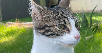 lali pet sitter à Les Lucs sur Boulogne 85170_1