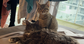 cassandra pet sitter à VANNES 56000_1