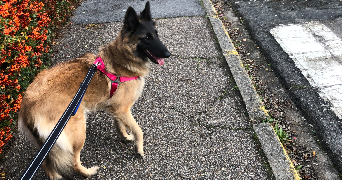 eva pet sitter à PROVINS 77160_5