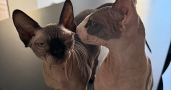 joy pet sitter à FLASTROFF 57320_5